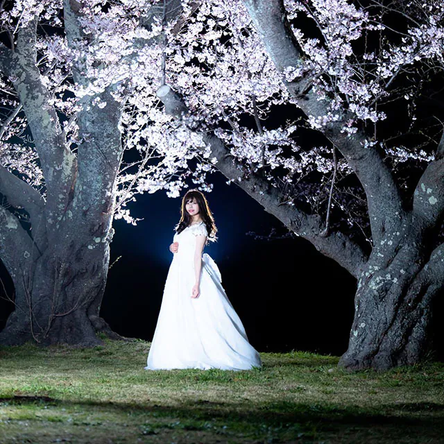 桜とドレスのナイトポートレート みーさん